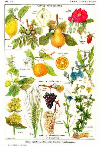 Puzzle de 1000 Pièces - Illustration du Larousse Medical Illustré : Plantes Astringentes et Apéritives, 1912Grafika Puzzles
