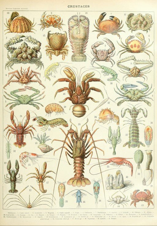 Puzzle 1000 Pièces - Illustration du Larousse : Les CrustacésGrafika