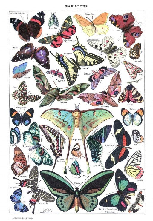 Puzzle 1000 pièces - Illustration du Larousse pour Tous : Papillons, 1907 - 1910Grafika