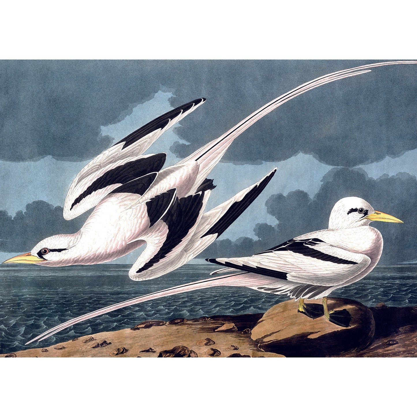 Puzzle 1000 Pièces En Pochon - The Dybdahl H MouettesKiub