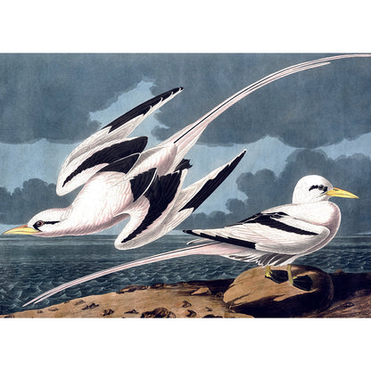 Puzzle 1000 Pièces En Pochon - The Dybdahl H MouettesKiub