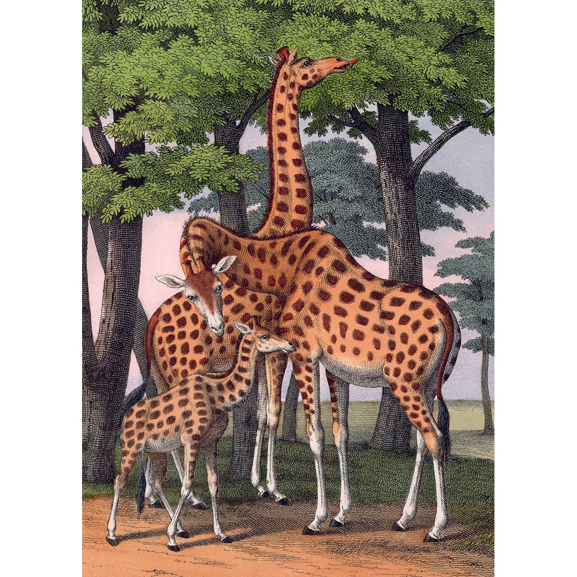 Puzzle 1000 Pièces En Pochon - The Dybdahl V GirafesKiub