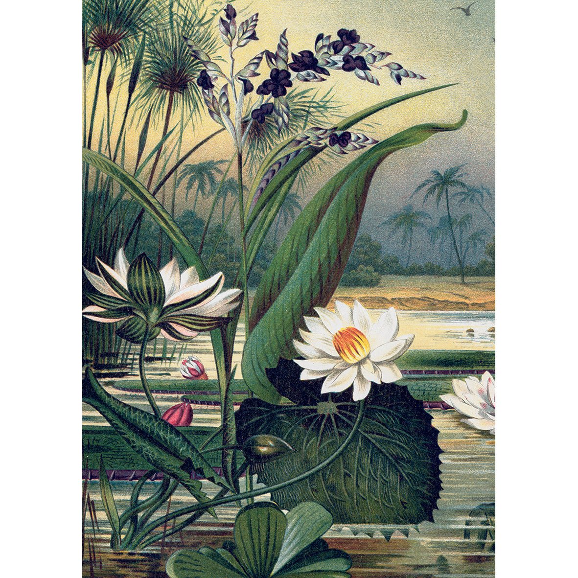 Puzzle 1000 Pièces En Pochon - The Dybdahl V NenupharsKiub