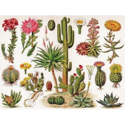 Puzzle 1000 Pièces New York Puzzle Company - Cacti - CactusNewYorkPuzzleCompany
