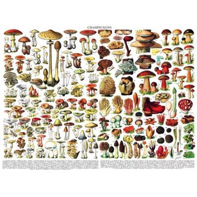 Puzzle 1000 Pièces New York Puzzle Company - Mushrooms - ChampignonsNewYorkPuzzleCompany